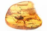 Fossil Fungus Gnat, Flies, Spider, Mite, and Springtails In Amber #330678-1